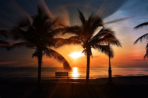 Sunset Beach Palm · Free Photo On Pixabay