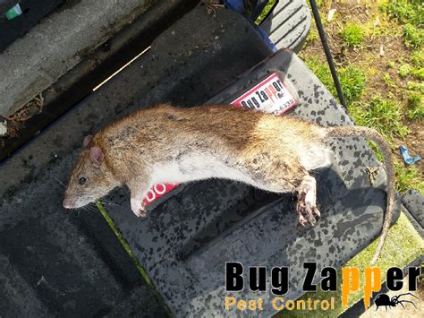 How to keep rats away from the garden. Rat Trapping in Eugene - Tips and Tricks | Bug Zapper Pest Control