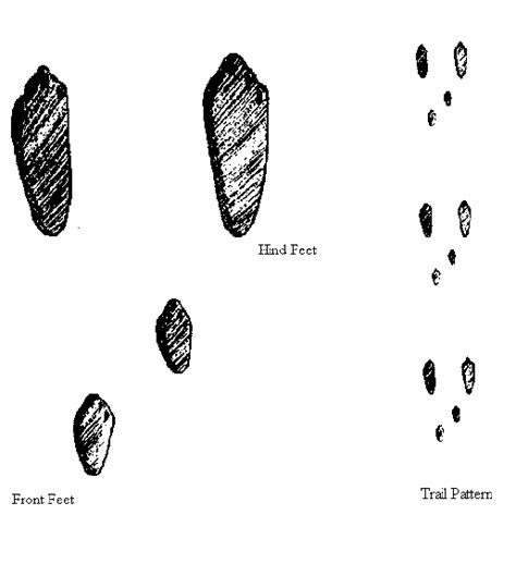 Animal Tracks Brush Rabbit