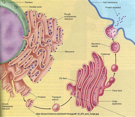 Check spelling or type a new query. Golgi-apparatus & ER | Science of consciousness, Cell ...