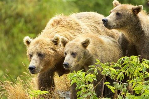 Ecologists Alaska Wildlife Management Threatens States Largest