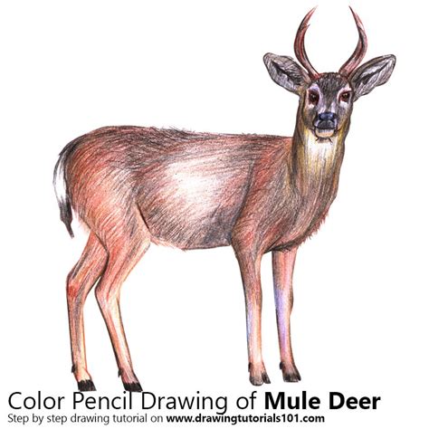 Mule Deer Colored Pencils Drawing Mule Deer With Color Pencils