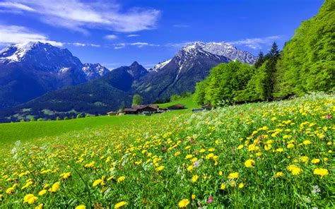 Beautiful Mountain Flowers Mountain Meadow Landscape With Beautiful