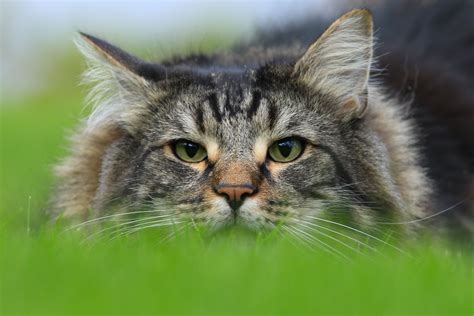 Cats Glance Norwegian Forest Animals Wallpapers Wallpapers Hd
