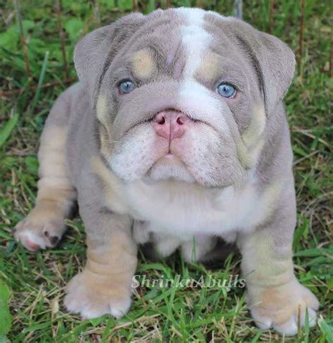 But the price of owning one is much more, due to their poor health and vet costs. Lilac english bulldog puppy with clear blue eyes... I NEED ...
