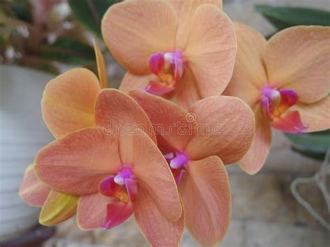 Beautiful Orange Phalaenopsis Orchid Flower Stock Image Image Of