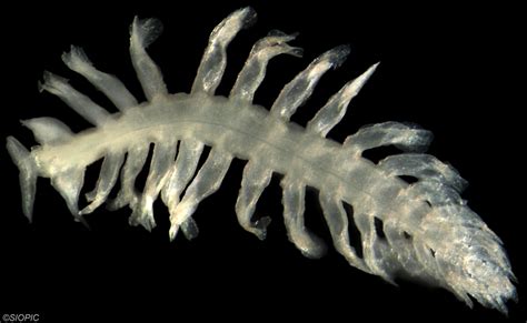 Tomopteris Spp Zooplankton Guide