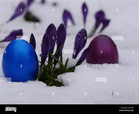 Easter Eggs Laying Snow Flowers Stock Photo Alamy