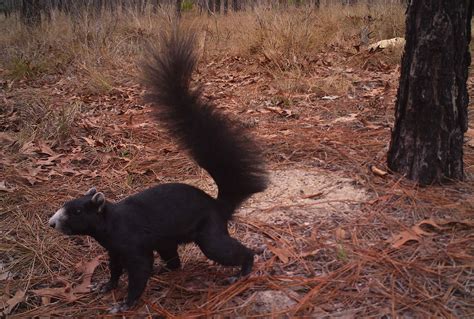 Species Spotlight Fox Squirrel — The Wildlife Society Florida Chapter
