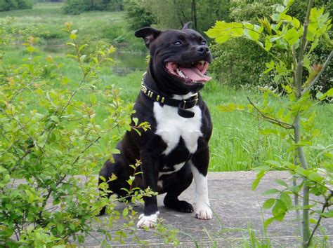 Staffordshire Bull Terrier Breed Guide Learn About The Staffordshire
