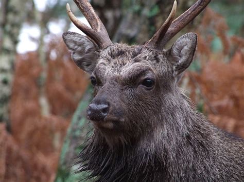 Sika Deer Stag Taken At Arne Dorset Linda Yarrow Flickr