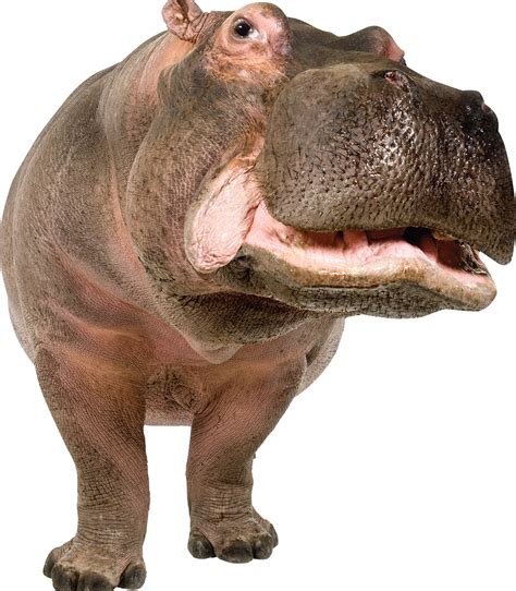 Hippo Png Transparent Image Download Size 1306x1494px