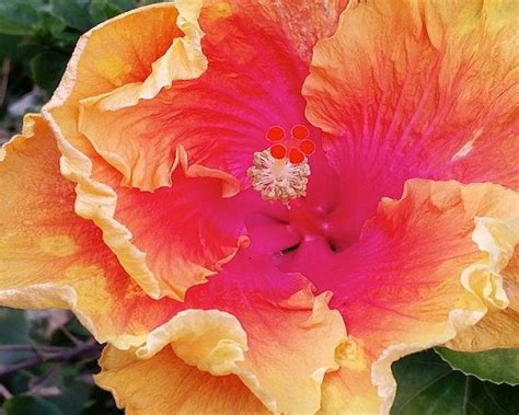 Bright Sunset Colored Hibiscus Flower Nature Photography 8x10 Maui