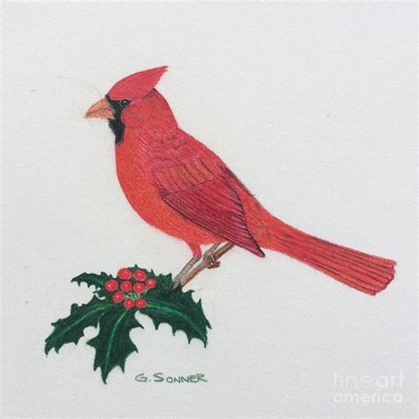 Draw a u shaped line at the base of the tail to form the bird's upper leg. Cardinal Drawing by George Sonner