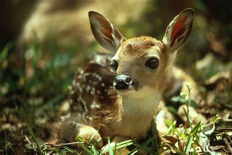 Fawn Deer Baby Portrait Wild Young Wildlife Cute Nature Pikist