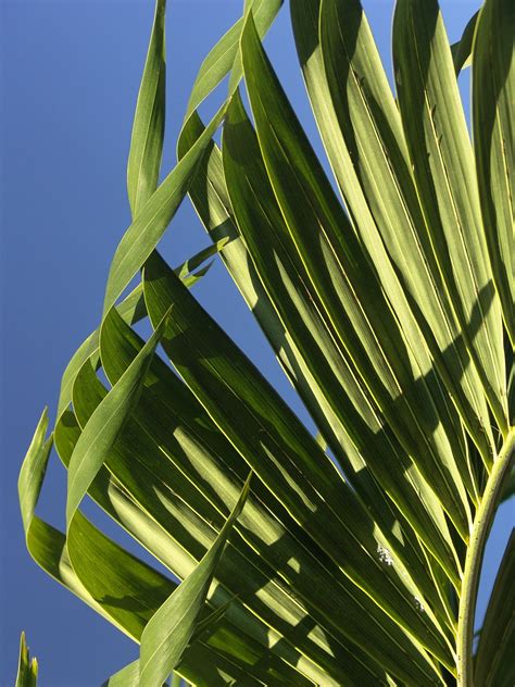 Free Images Branch Palm Tree Flower Green Tropical Botany