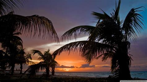 Sunset Palm Trees Wallpaper 62 Images