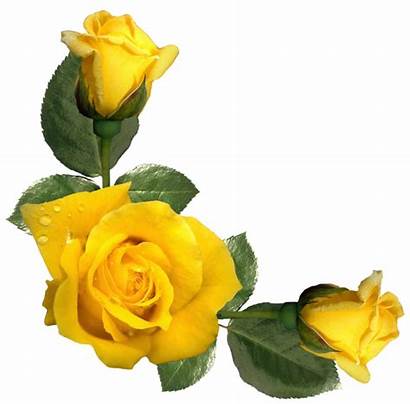 Yellow Roses Aesthetic Rose Flower Transparent Clipart