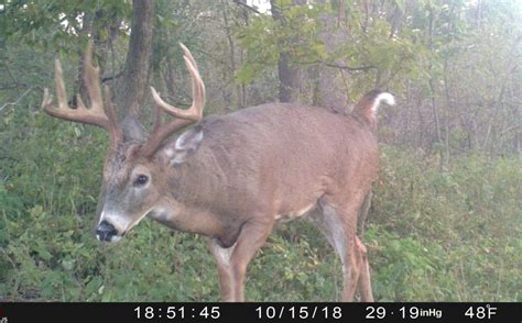 When Will The Whitetail Rut Begin Whitetail Habitat Solutions
