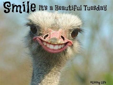 Tuesday's child is full of grace.― unknown. Happy Tuesday Memes, Images and Tuesday Motivational ...