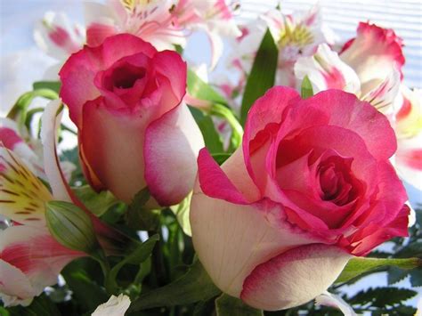 Beautiful Flower Wallpaper Rose Photos Images Free For Desktop Hd Walls