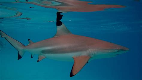 Reef Sharks Prefer Bite Size Meals