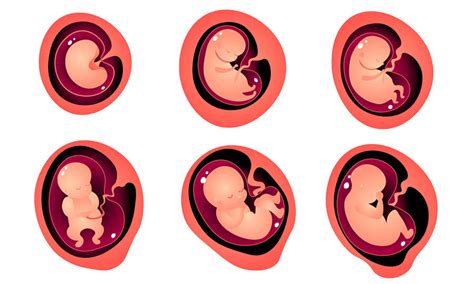 dibujos de las etapas del desarrollo embrionario sexiz pix