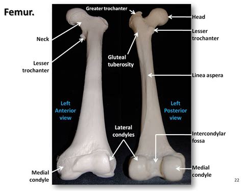 Femur Anterior And Posterior Views With Labels Appendicular Skeleton