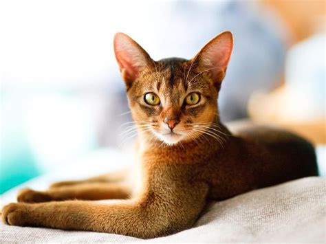 40 Best Velcro Cat Breeds From Least To Most Affectionate Always Pets