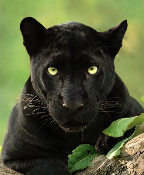 19 Photos Showing A Majestic Black Panther Roaming Through The Jungles