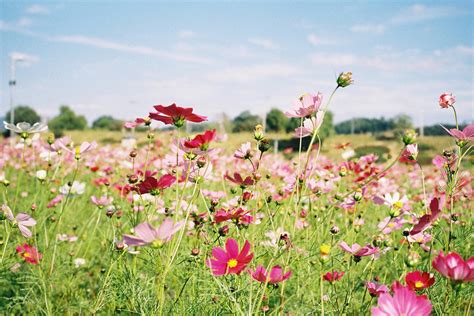 Photography Landscape Flowers Floral Photo Set Englishsnow