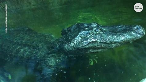Fact Check Game Wardens Did Not Shoot A 28 Foot Alligator In Florida