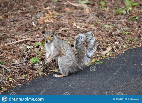 Eastern Gray Squirrel With Striped Tail Stock Image Image Of 2020