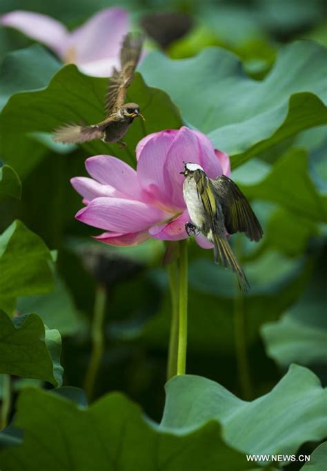 Birds Dance With Lotus Flowers In E China Xinhua