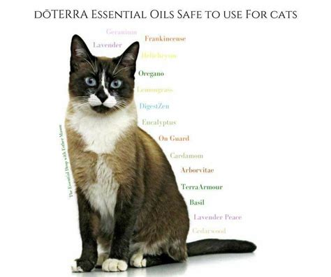 In fact, in the first place, it is safe to make use of essential oils and the purchase is. Essential Oils safe for cats | Are essential oils safe ...