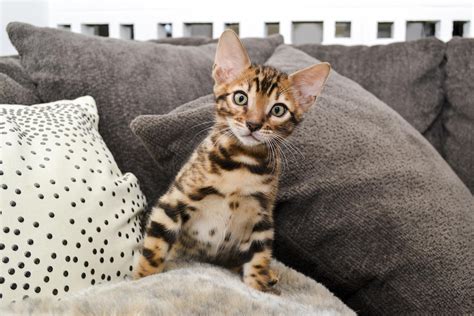 Bengal Cat Personality 5 Unique And Entertaining Traits The