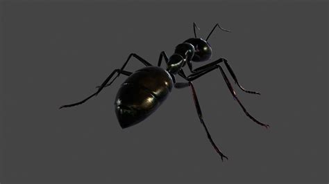 3d model ants 002 rigged black ant vr ar low poly cgtrader