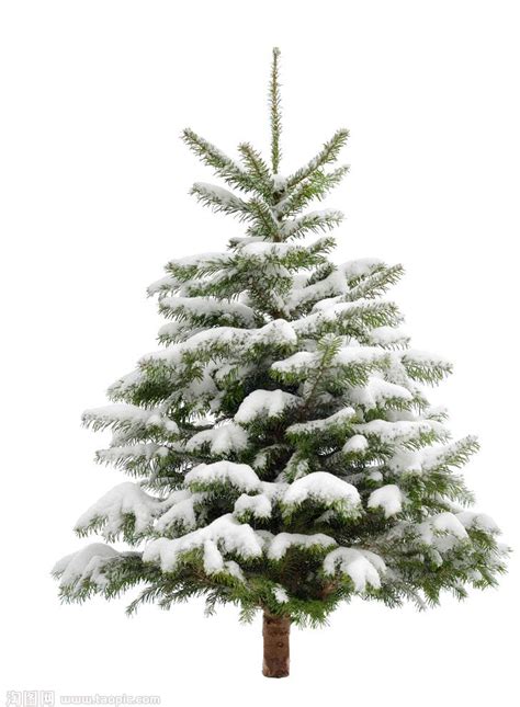 Pine Trees Png Pine Tree Snow Christmas Fir Trees Transprent Clip