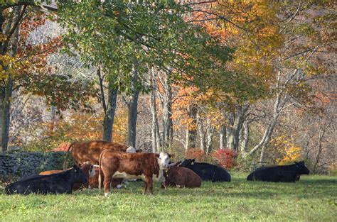 Autumn Pasture Photograph By Donna Doherty Fine Art America