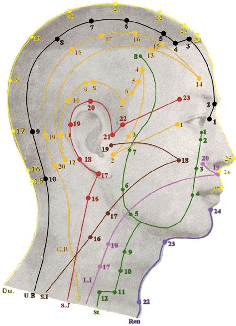 Acupuncture Points Of The Head All The Meridian Points Are Listed If