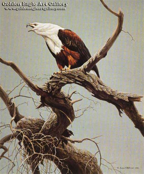 African Fish Eagle By Robert Bateman Golden Eagle Art Gallery