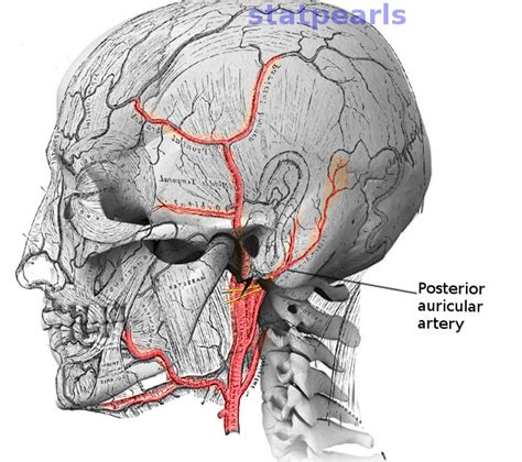 Anatomy Head And Neck Posterior Auricular Artery Statpearls Ncbi