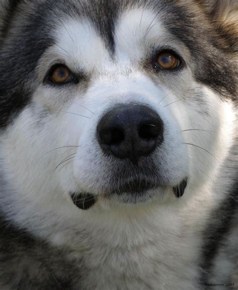 Alaskan Malamute Black And White With Blue Eyes Pets Lovers