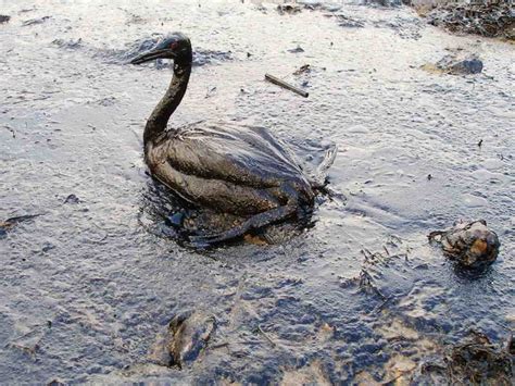 Californias Next Offshore Oil Spill Will Be Caused Ironically By The