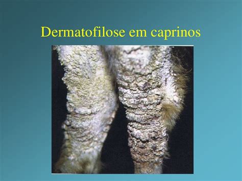 Dermatofilose Em Bovinos Tratamento