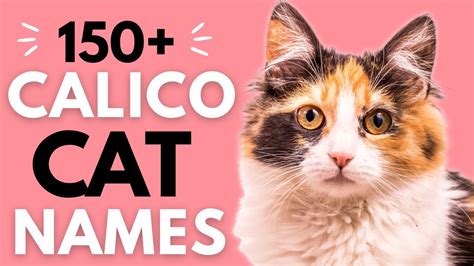 150 Classy Calico Cat Names Female Calico Cat Names Unique Cat