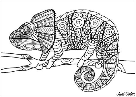 Adult Coloring Pages Chameleon Coloring Pages