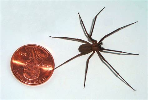 Brown Recluse Spider Spider Facts And Information