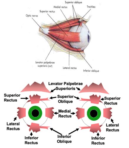 Extraocular Muscles I Flashcards Quizlet