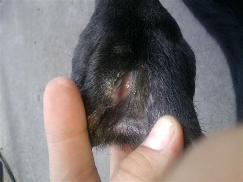 Dog Resistant Staph Infection Franklin And Nashville Tnvet